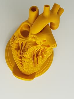 HUMAN HEART CROSS SECTION 3D PRINTING 3d model