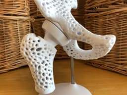 Pelvis Model with Adjustable Ball and Socket Acetabular Joint 3d model