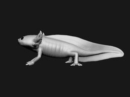 Axolotl 3d model