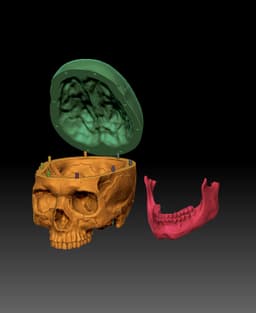 Anatomically Correct Human Skull (Homo Sapiens Sapiens) 3d model