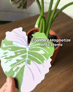 Elephant Ear Plant Coaster and Bottle Opener Set 3d model