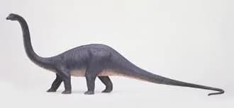 diplodocus 3d model