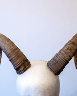 Mouflon Horns 3d model