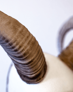 Mouflon Horns 3d model