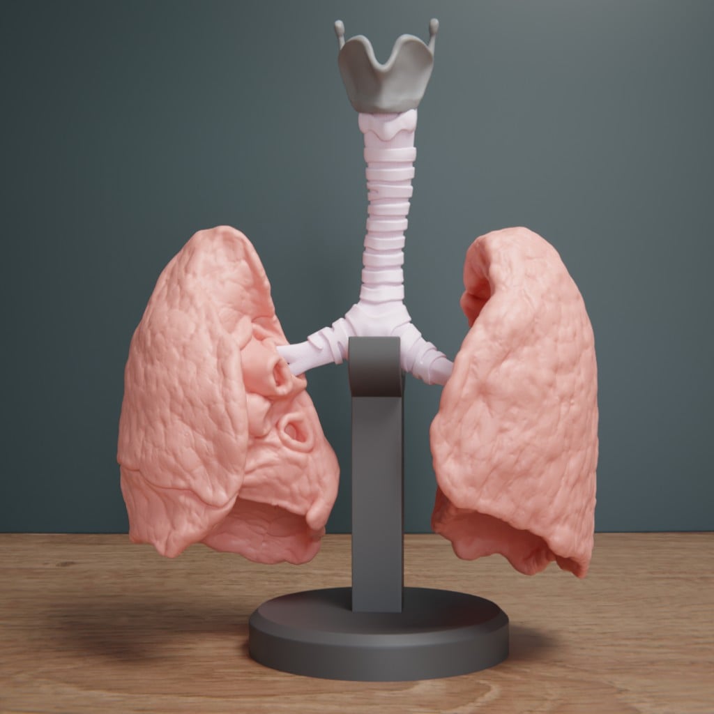 Human Lung Anatomy Modular Educational Model 3d model