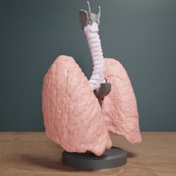 Human Lung Anatomy Modular Educational Model 3d model