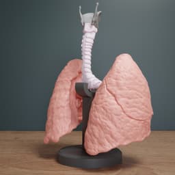 Human Lung Anatomy Modular Educational Model 3d model