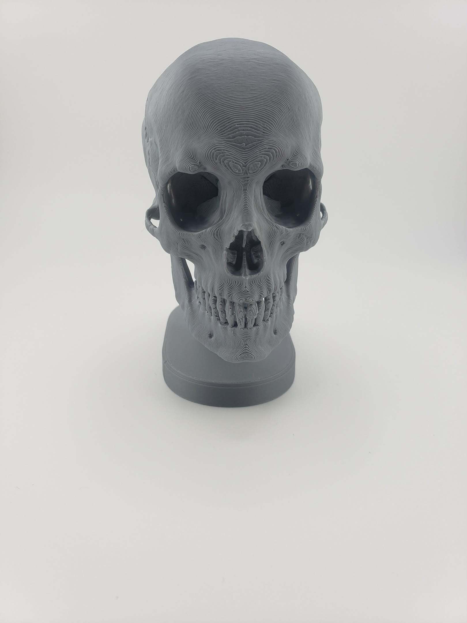 Skull Anatomy 3d model