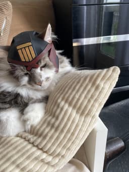 Judge Dredd Cat Helmet Multicolor 3d model