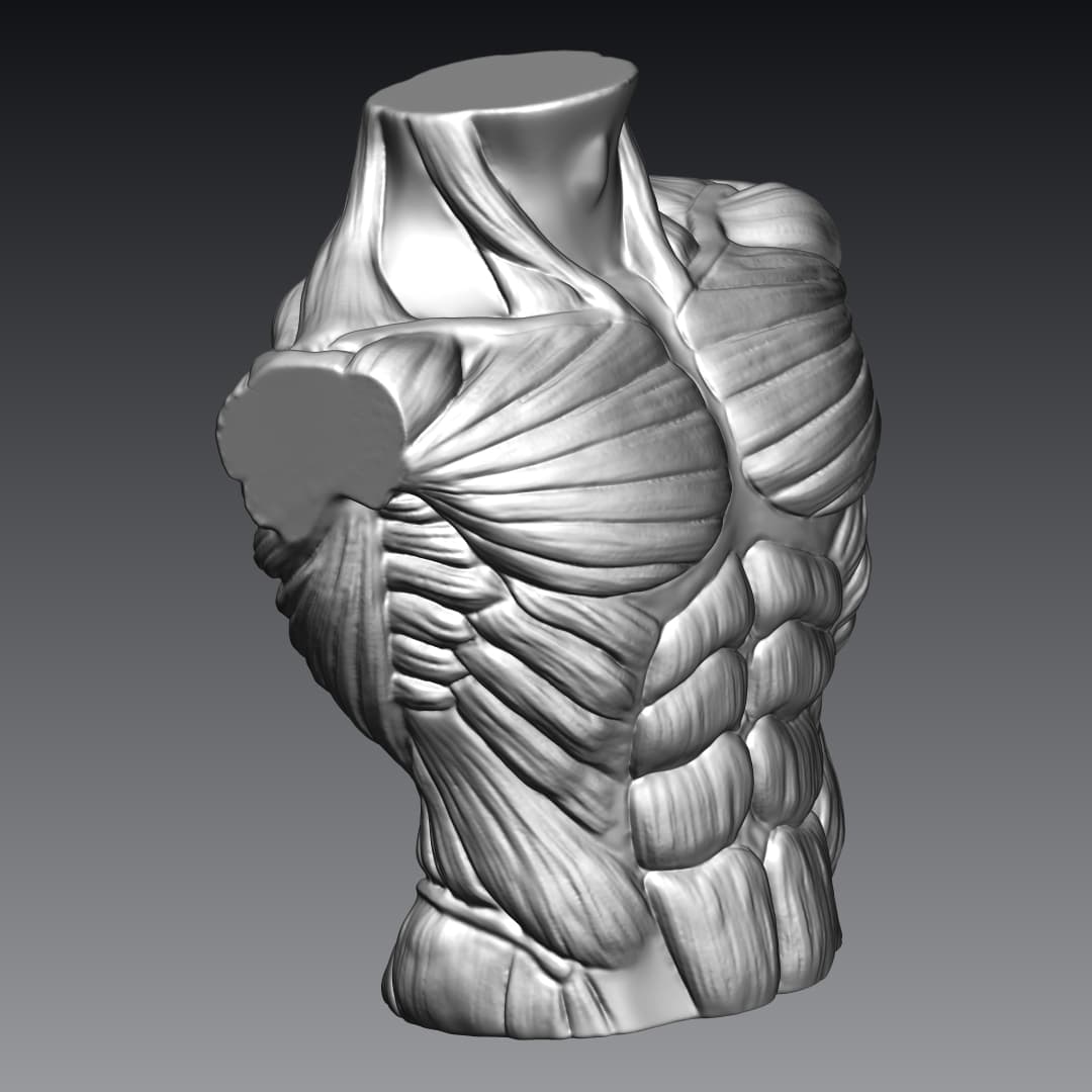 Male Bust Muscles 3d model