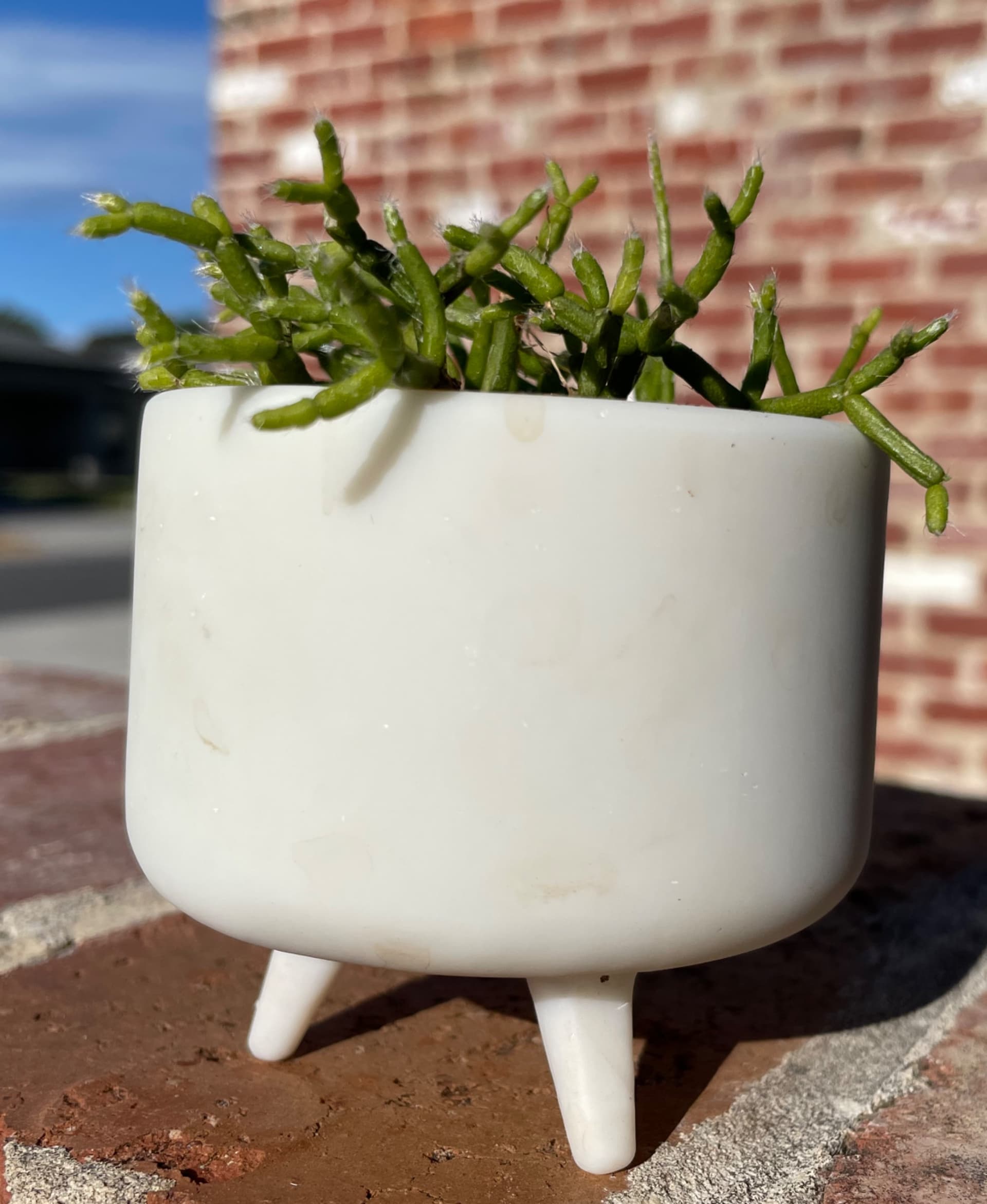 3 Leg Succulent Planter Pot 3d model