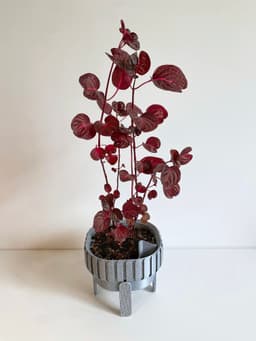 Plant Pot - Ripple S 3d model