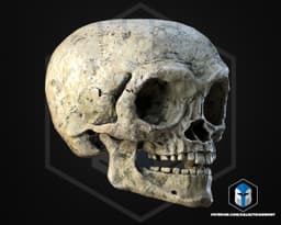 Ewok Skull - 3D Print Files 3d model
