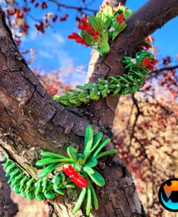 Mistletoe Dragon 3d model