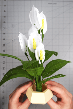 Low Poly Plant - Peace Lily 3d model