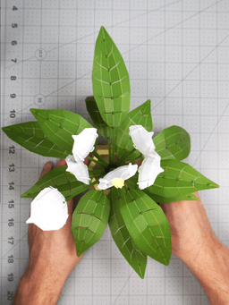 Low Poly Plant - Peace Lily 3d model