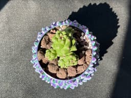 Dragon Egg / Pine Cone Pot 3d model