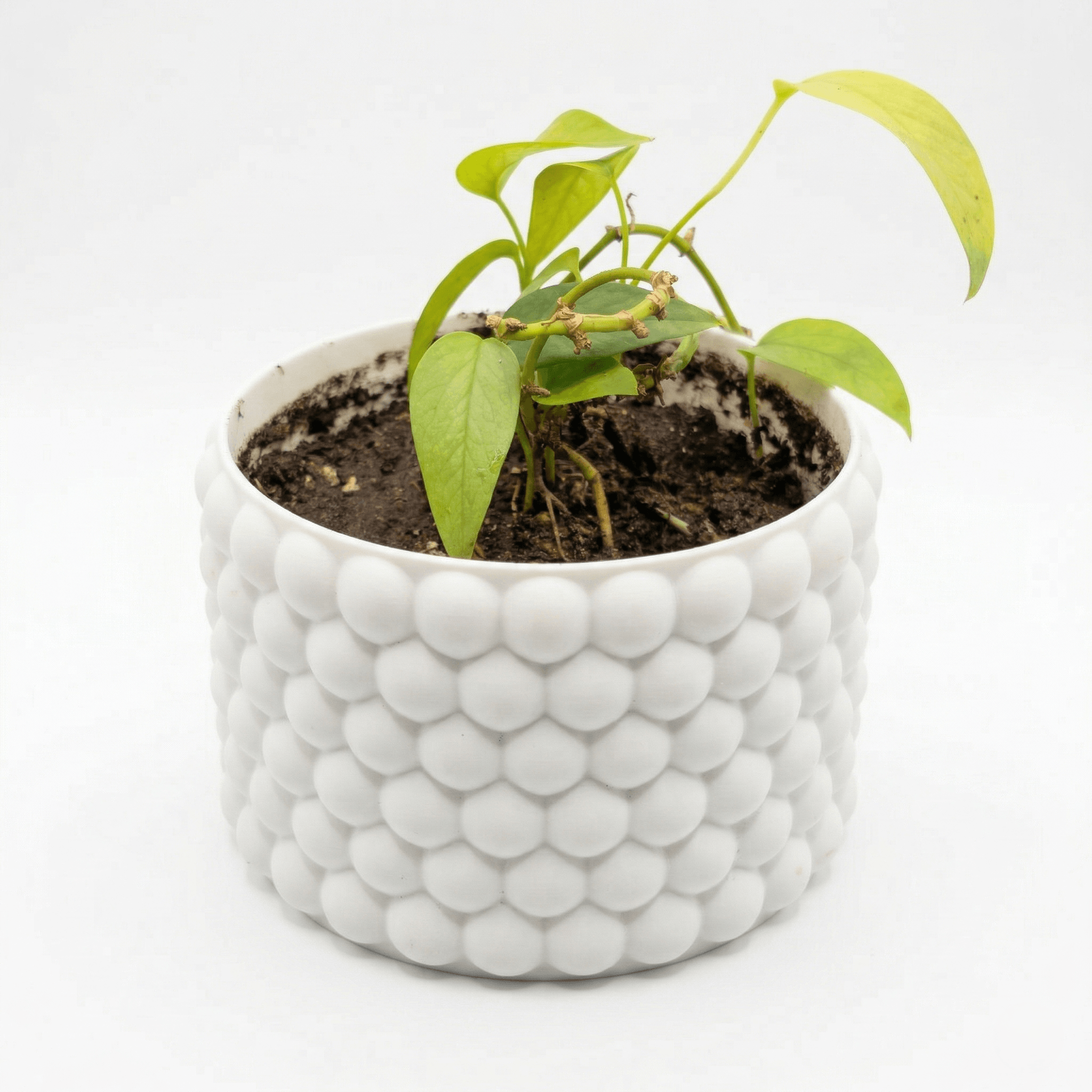Bubble Planter 3d model