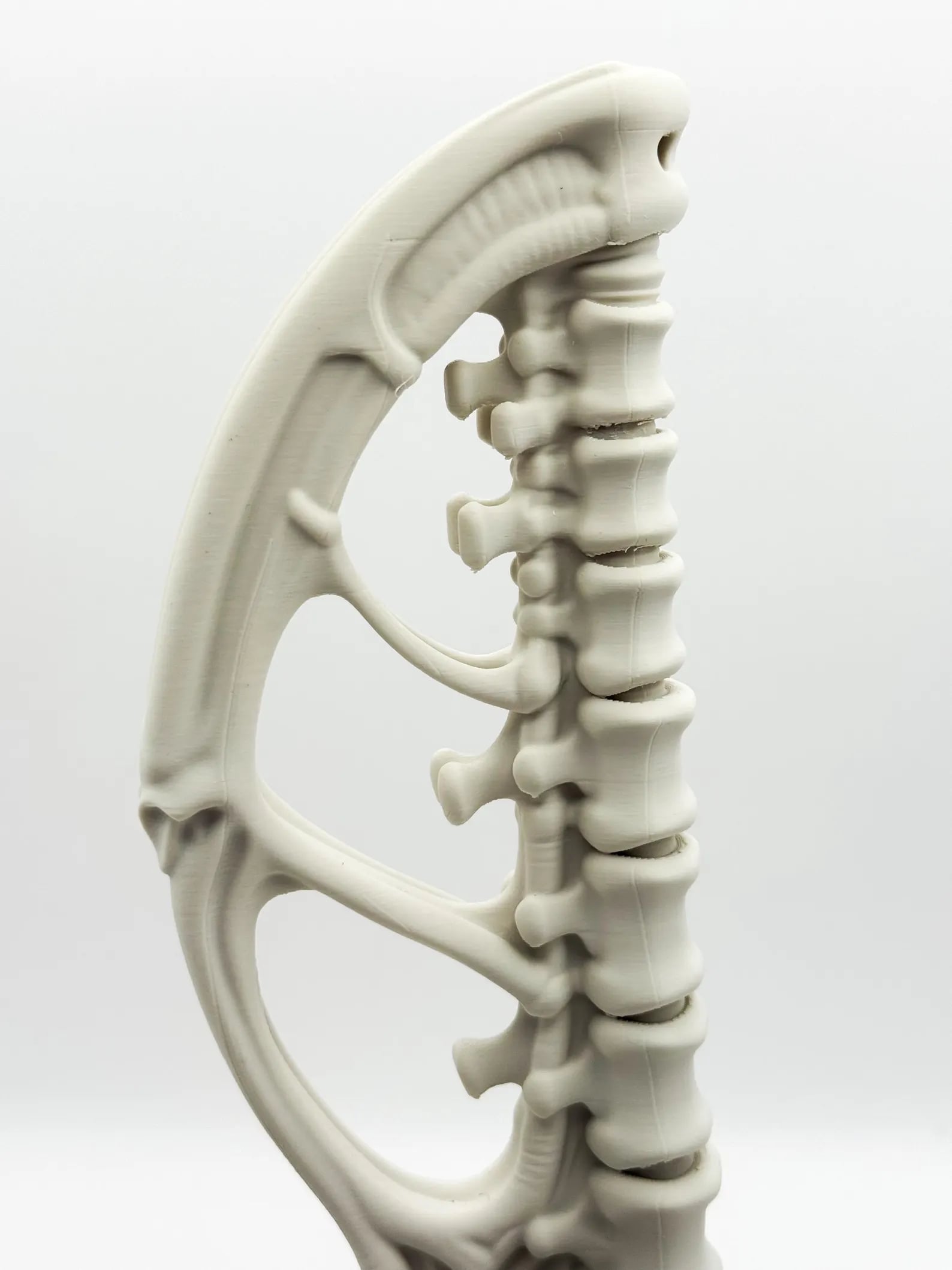 Vertebrae Bow Bookends 3d model