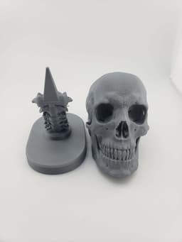 Skull Anatomy 3d model