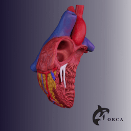 HUMAN HEART CROSS SECTION 3D PRINTING 3d model