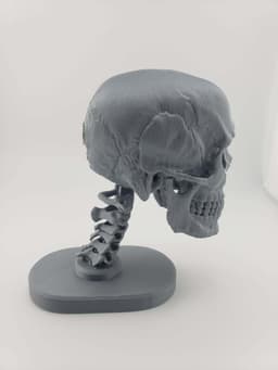 Skull Anatomy 3d model