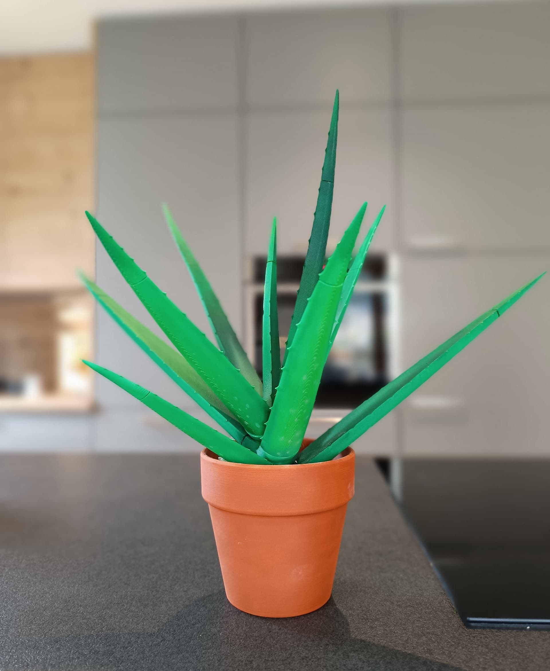 Aloe Vera