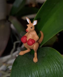 Kangaroo rocky 3d model