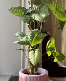 Plant Pole Sets Size L 3d model