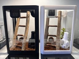 Adult Jumping Spider Terrarium 3d model