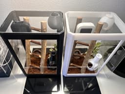 Adult Jumping Spider Terrarium 3d model