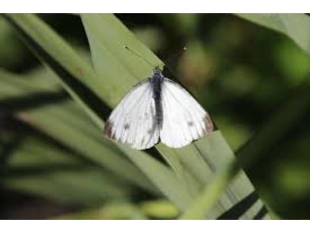 Decoy Moths 3d model
