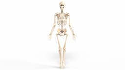 Realistic Skeleton 3d model