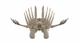 Realistic Skeleton 3d model