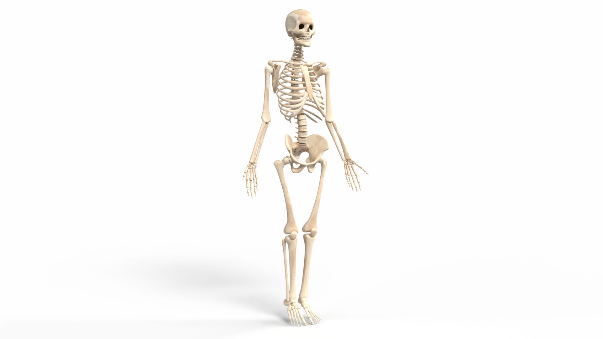 Realistic Skeleton 3d model