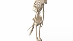 Realistic Skeleton 3d model
