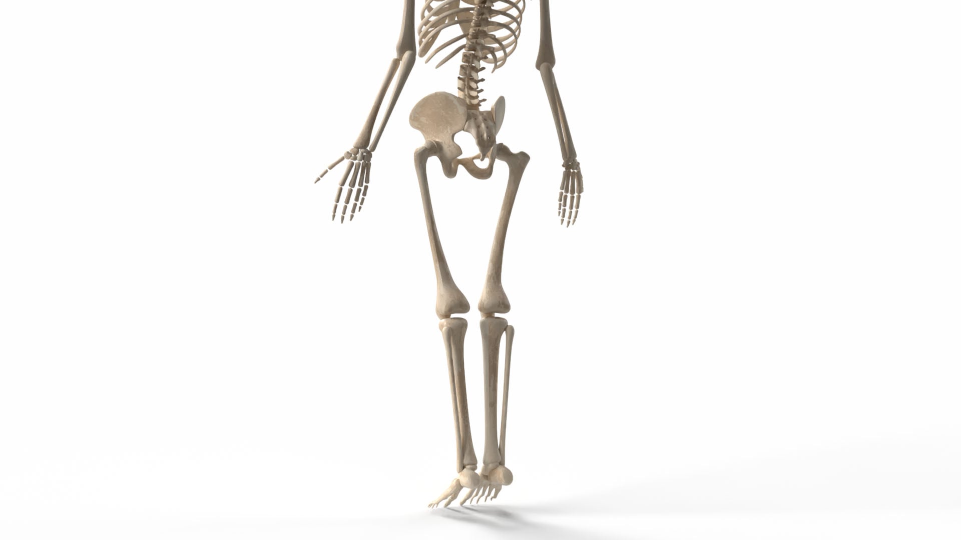 Realistic Skeleton 3d model