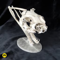 Gaboon Viper Snake Skull (Bitis gabonica) 3d model