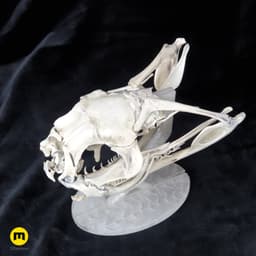 Gaboon Viper Snake Skull (Bitis gabonica) 3d model
