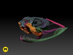 Gaboon Viper Snake Skull (Bitis gabonica) 3d model