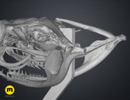 Gaboon Viper Snake Skull (Bitis gabonica) 3d model