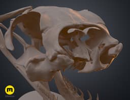 Gaboon Viper Snake Skull (Bitis gabonica) 3d model