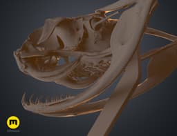 Gaboon Viper Snake Skull (Bitis gabonica) 3d model