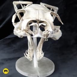 Gaboon Viper Snake Skull (Bitis gabonica) 3d model