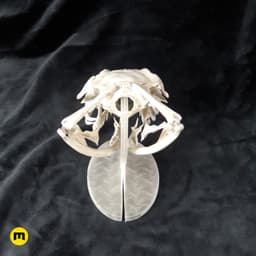 Gaboon Viper Snake Skull (Bitis gabonica) 3d model