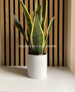 Cactus Coasters, vase with removable coasters. 3d model