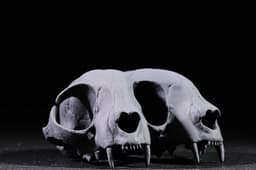 Conjoined Domestic Cat Skull 3d model