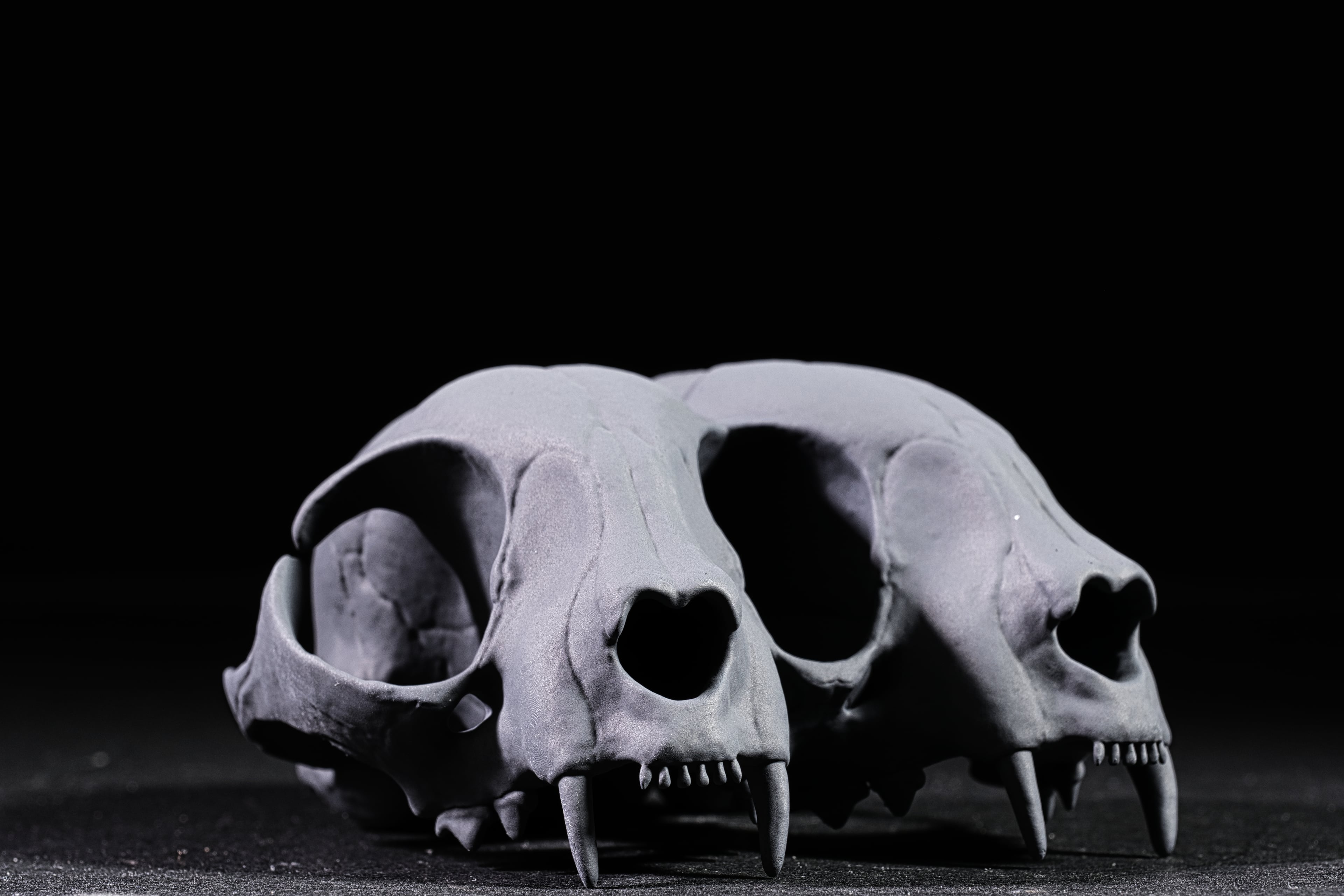Conjoined Domestic Cat Skull 3d model