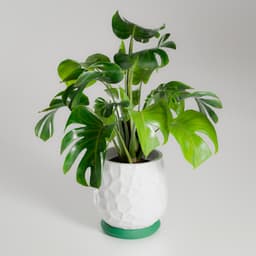 Nido planter 3d model