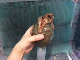 facehugger egg , alien 3d model